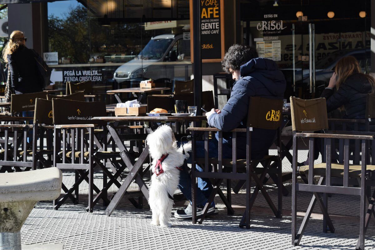 perro con su dueño en crisol