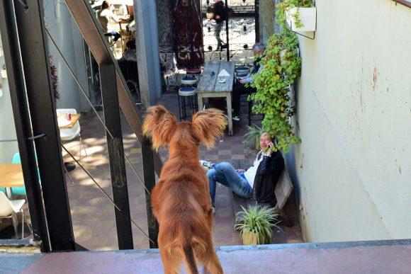 perro no baja escalera Full City Foto La Cafeteguia